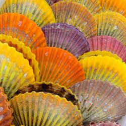 緋扇貝 福島水産 株 公式ホームページ